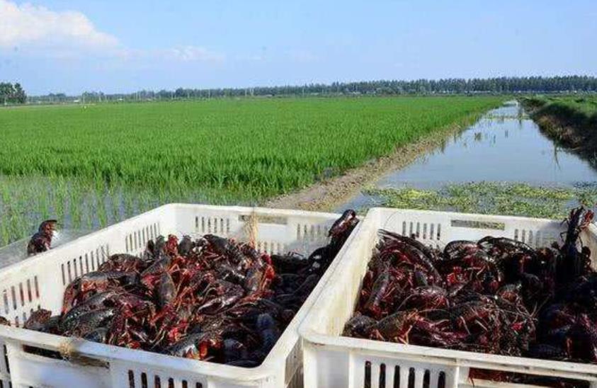 江苏龙虾之都现状,龙虾的盛产基地挺出名的地方