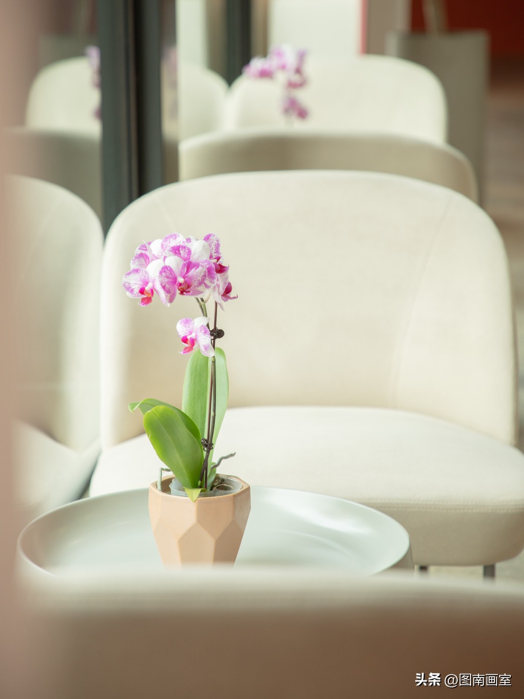 糟糕！我被图南画室的春天校园种草了！