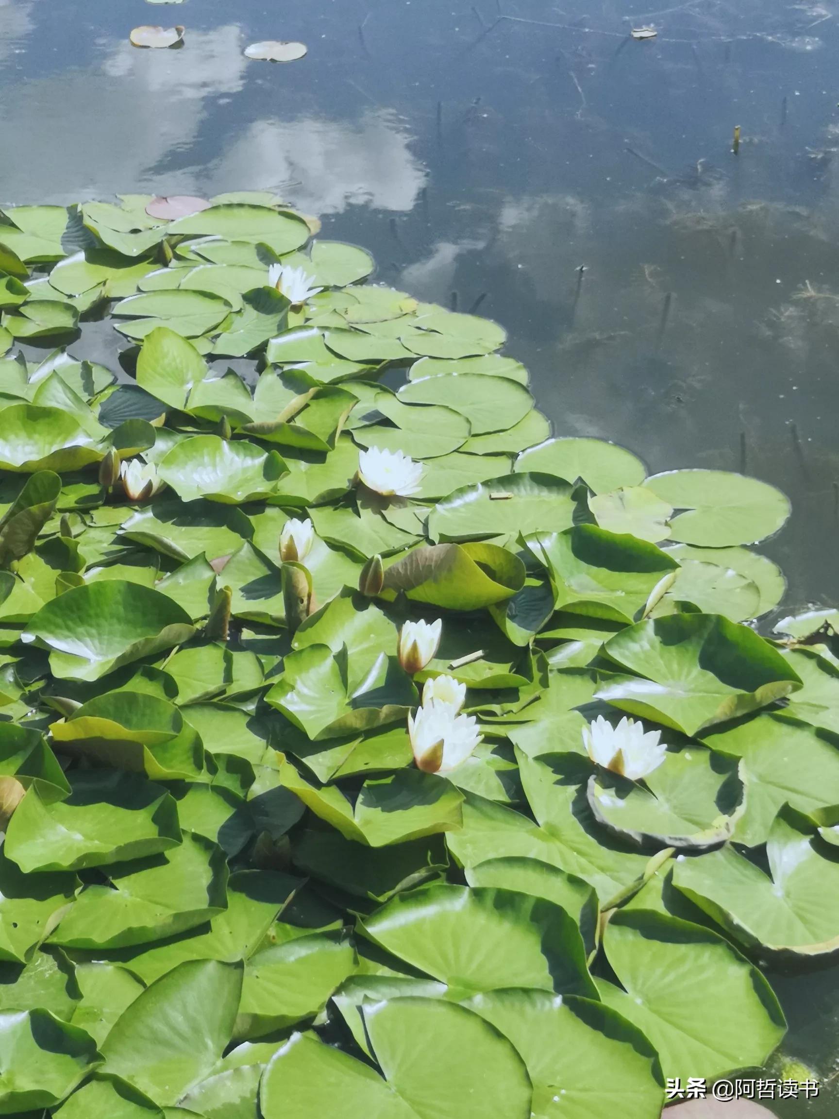 夏日荷花/风影摇曳波光粼，出水芙蓉最可人，一片冰心付与君