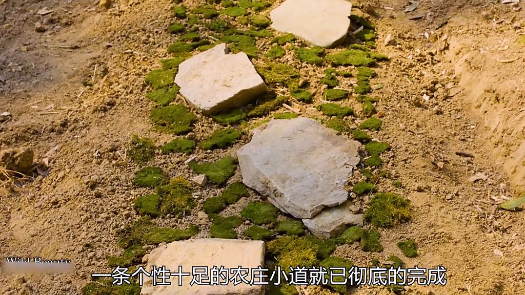 野外生存原始森林21天,荒野庇护所搭建狩猎小屋