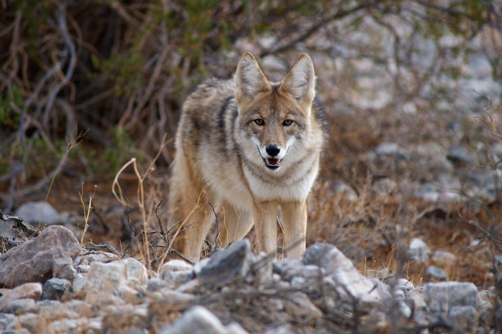 狼的天敌排名,狼最大的天敌是什么