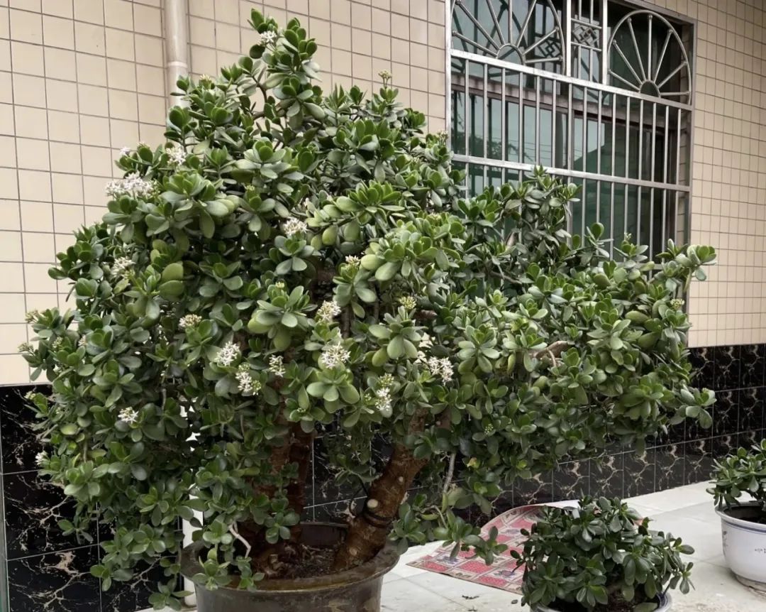 富贵又招财的4种花,开花最香的4种花家里养一盆