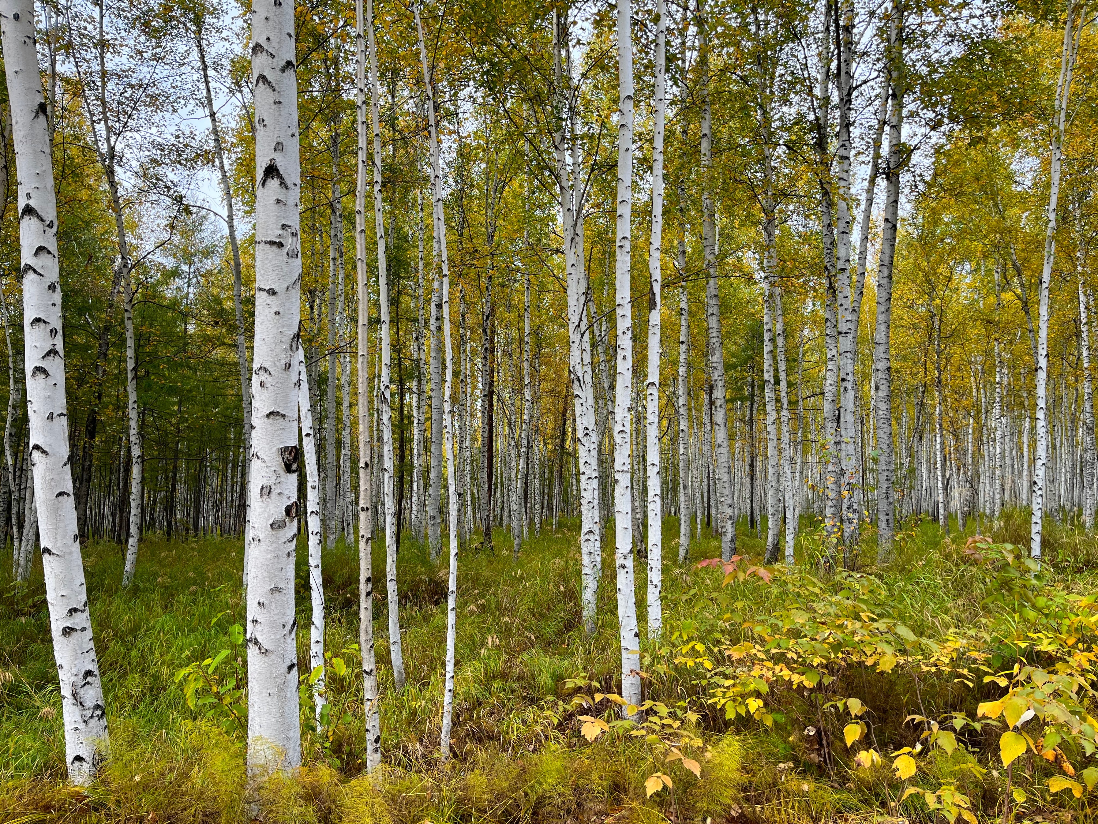 夫妻自驾11000公里,夫妻两人自驾游最新视频