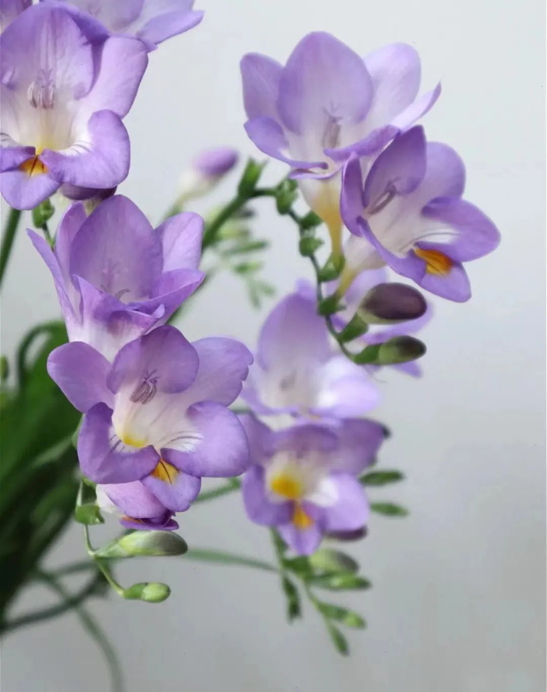 种什么花一年四季开花还好打理,南方一年四季蔬菜播种时间表