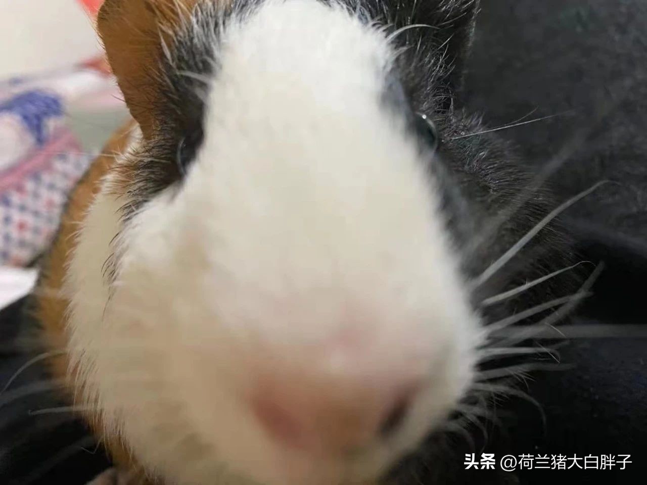 荷兰猪需要磨牙和脚趾甲吗,荷兰猪磨牙用什么好