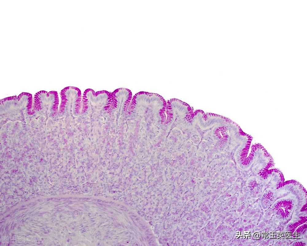 胃黏膜保护的中成药 (胃黏膜保护剂怎么卖)