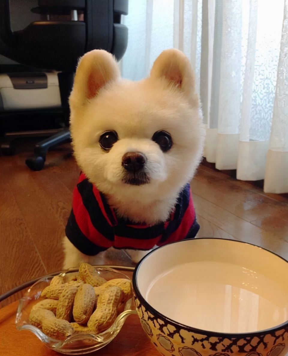 博美犬为什么不建议养在家里,博美犬为什么在家里不敢走动