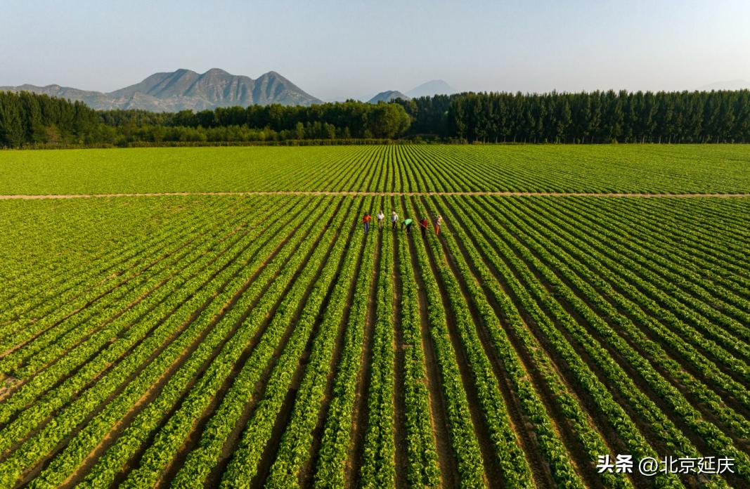 种下致富“小生菜”延庆永宁抢抓农时春耕忙