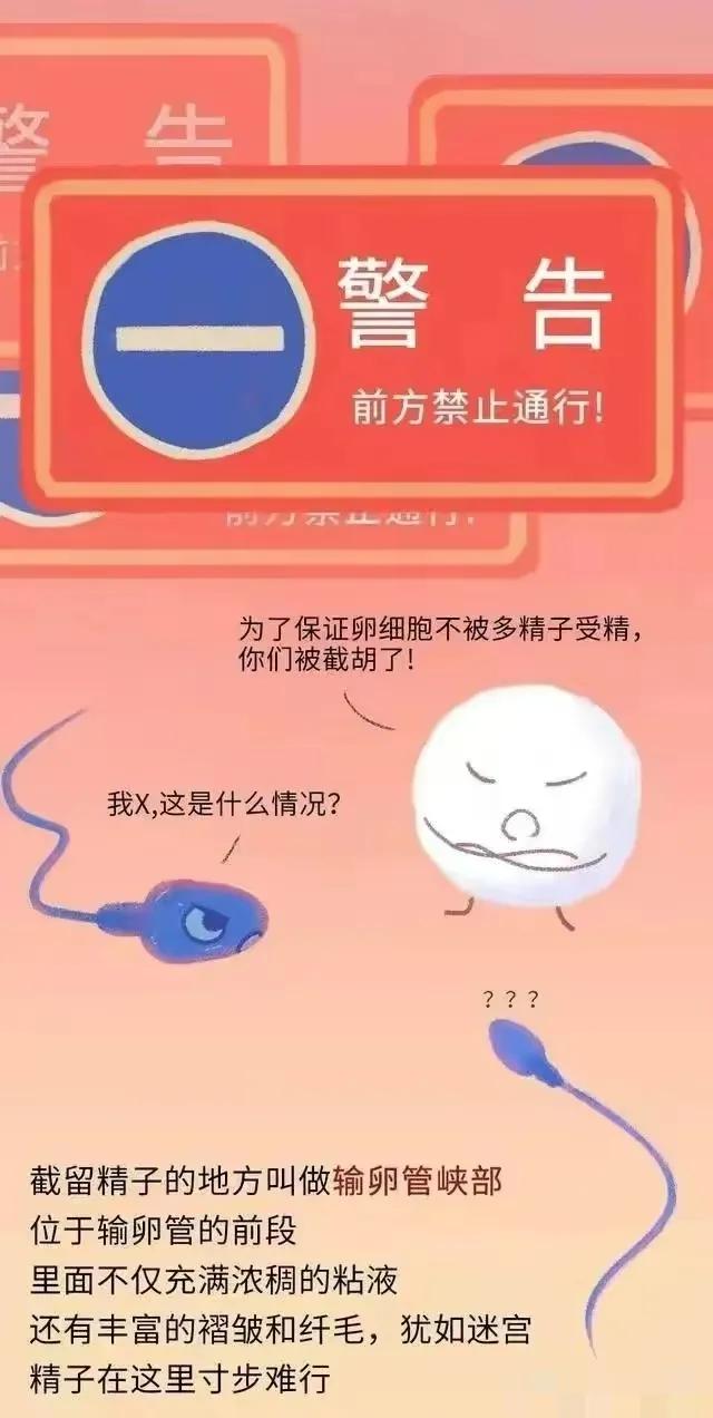 精子进入女性体内后，会发生什么神奇的事？漫画科普