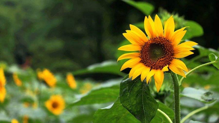 宋朝七言绝句大全,晴日暖风绿阴幽草胜花时什么意思