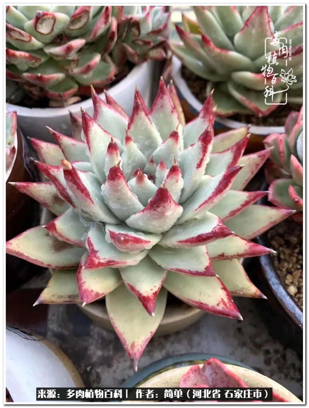 自从养了多肉以后视频,养多肉治愈生活中的疲惫和琐碎