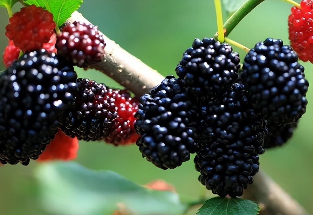 桑葚干的正确制作方法,干桑葚做桑葚膏制作方法