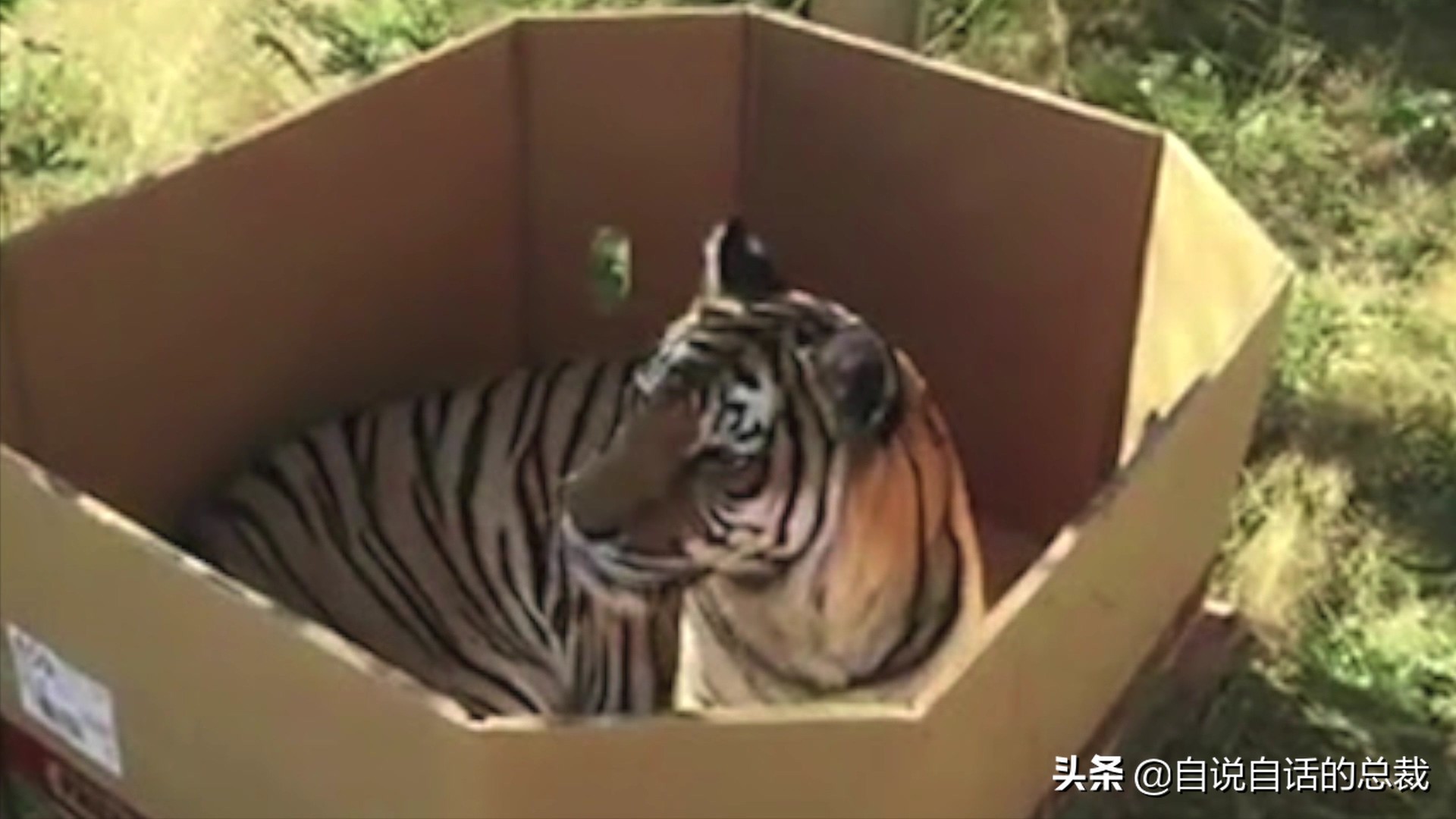 液体猫是真的吗,为什么都说猫咪是液体猫