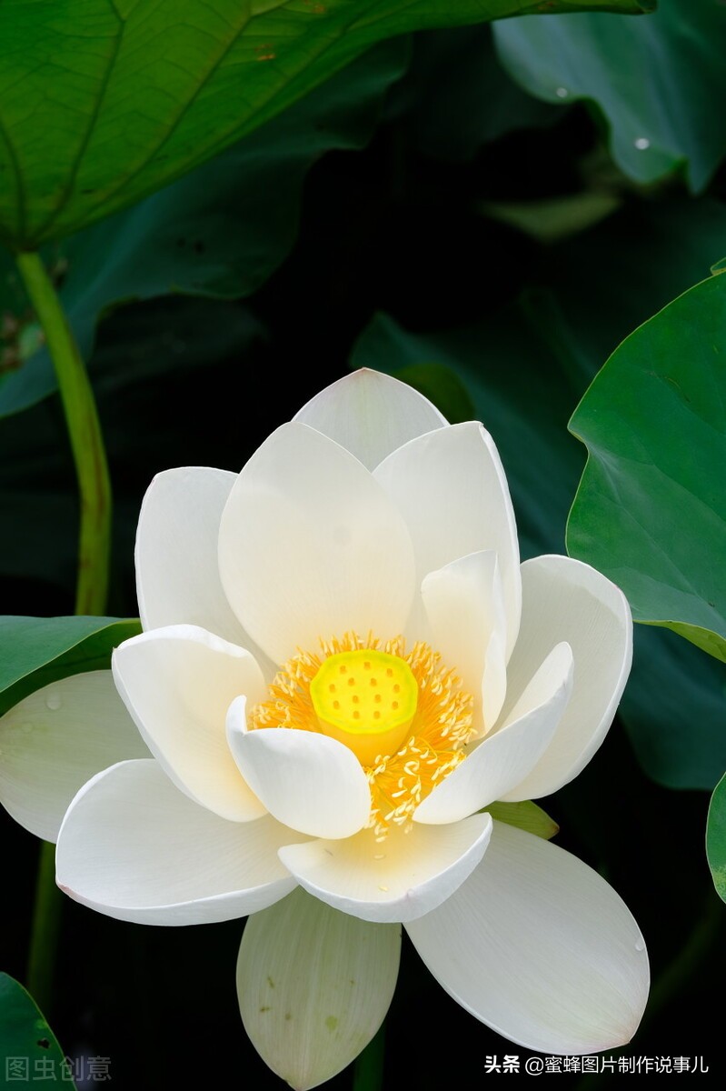 出淤泥而不染濯清涟而不妖深意,出淤泥而不染濯清涟而不妖相似词