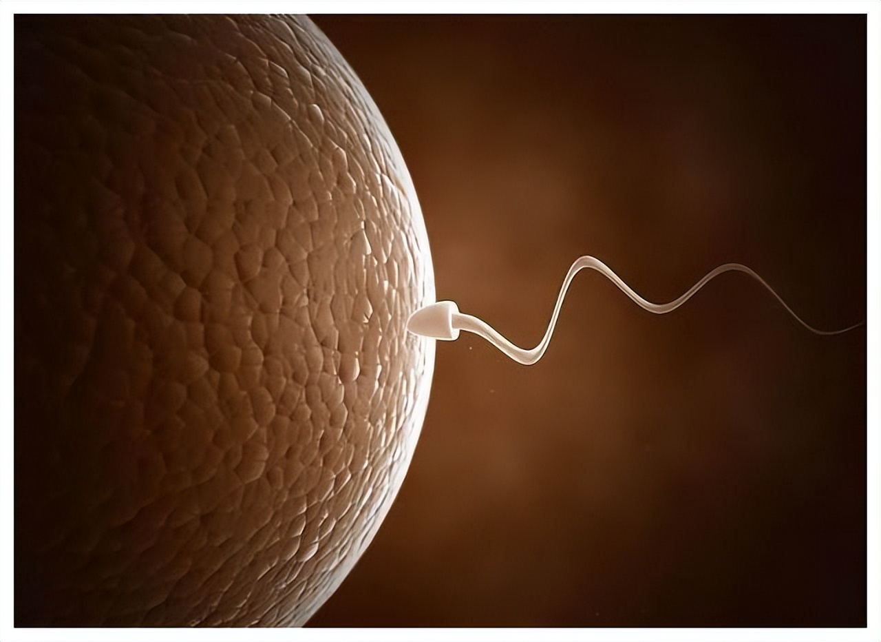 那些没有成功“受精”的精子，最后都去哪了？