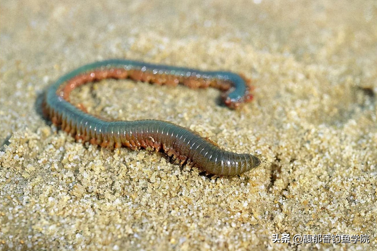 海钓沙蚕适合钓什么鱼,海钓活沙蚕的正确钓法