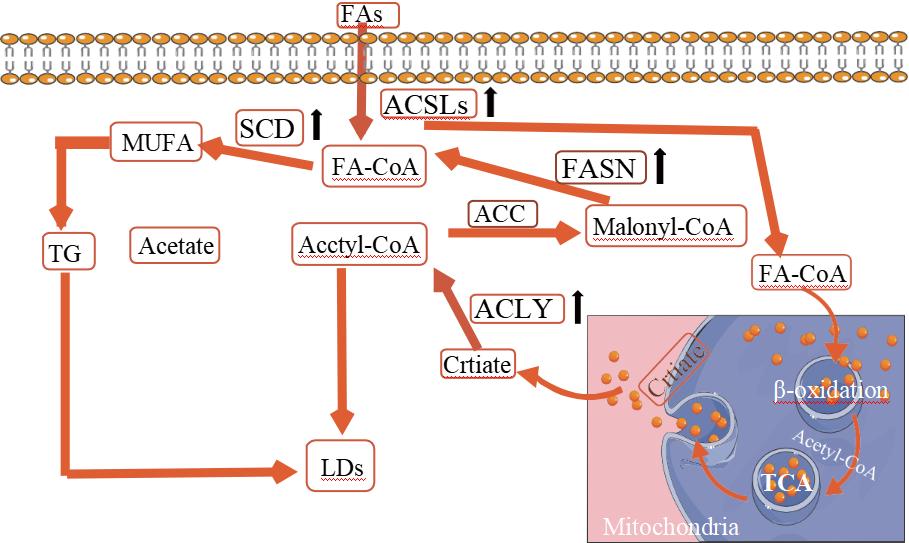 脂代谢结直肠癌,脂代谢能调理吗