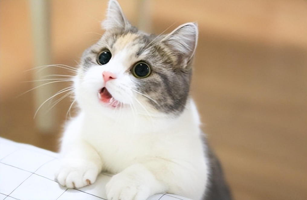 旺财家猫,猫咪旺财的10个特征