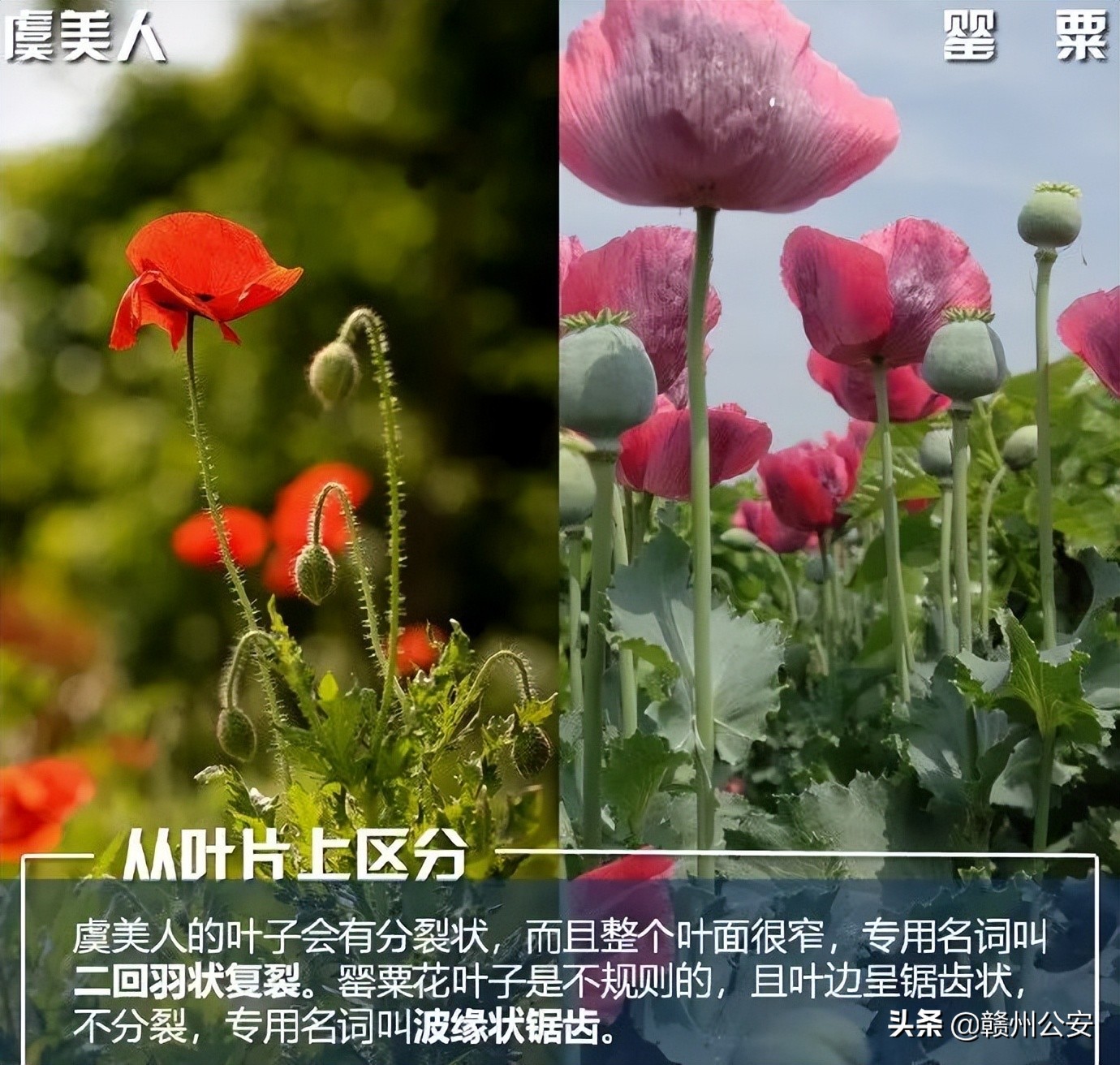 我市一人种花被罚!发现此花请立即报警!最高奖30万