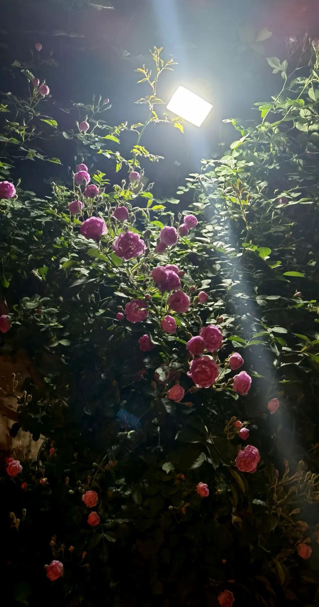 狂飙播出后张颂文有多火,狂飙主演张颂文经纪人