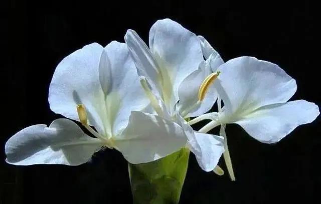 国色天香秀色可餐的美女 (秀色可餐与国色天香)