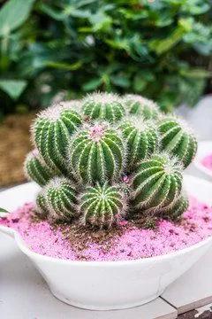 养花自动浇水的方法,养花浇水时间表大全