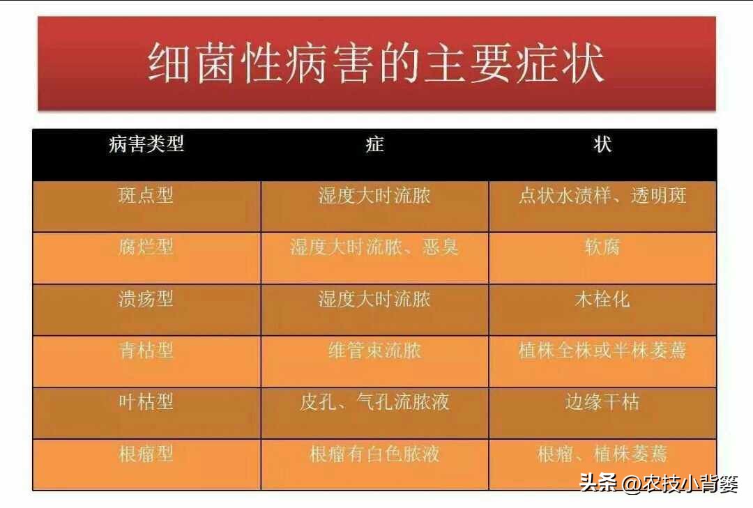 农作物细菌病与真菌病辨别,作物真菌细菌病毒病害的区别