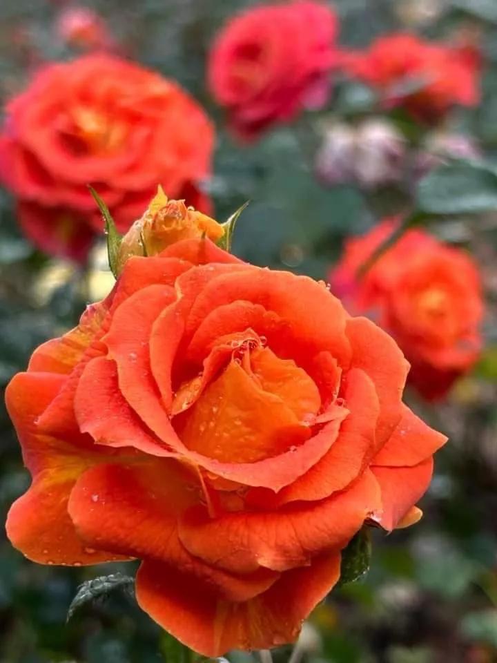 月季品种醉花,月季品种大全及图片欣赏