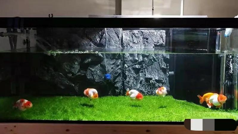 家里养金鱼经常死是什么原因,家里养金鱼是养单数还是双数