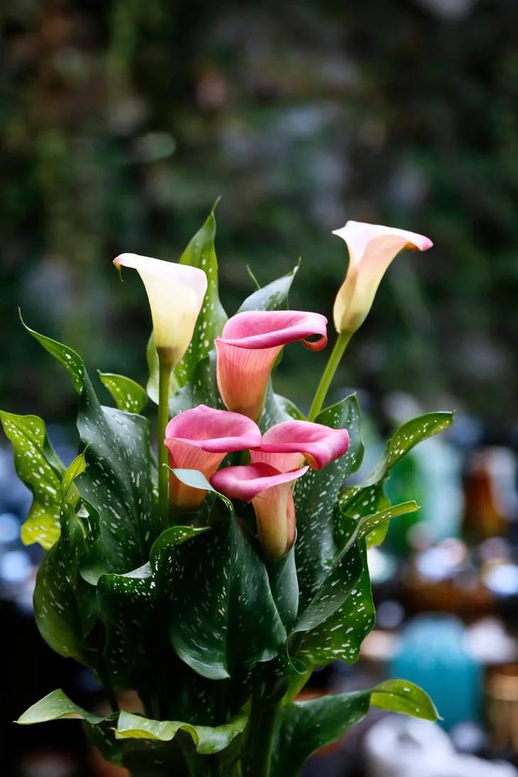 马蹄莲要开花了怎么养护,马蹄莲开花后怎么养护和管理