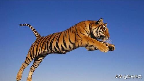 大熊猫和狮子老虎谁厉害,为什么狮子老虎不敢攻击大熊猫