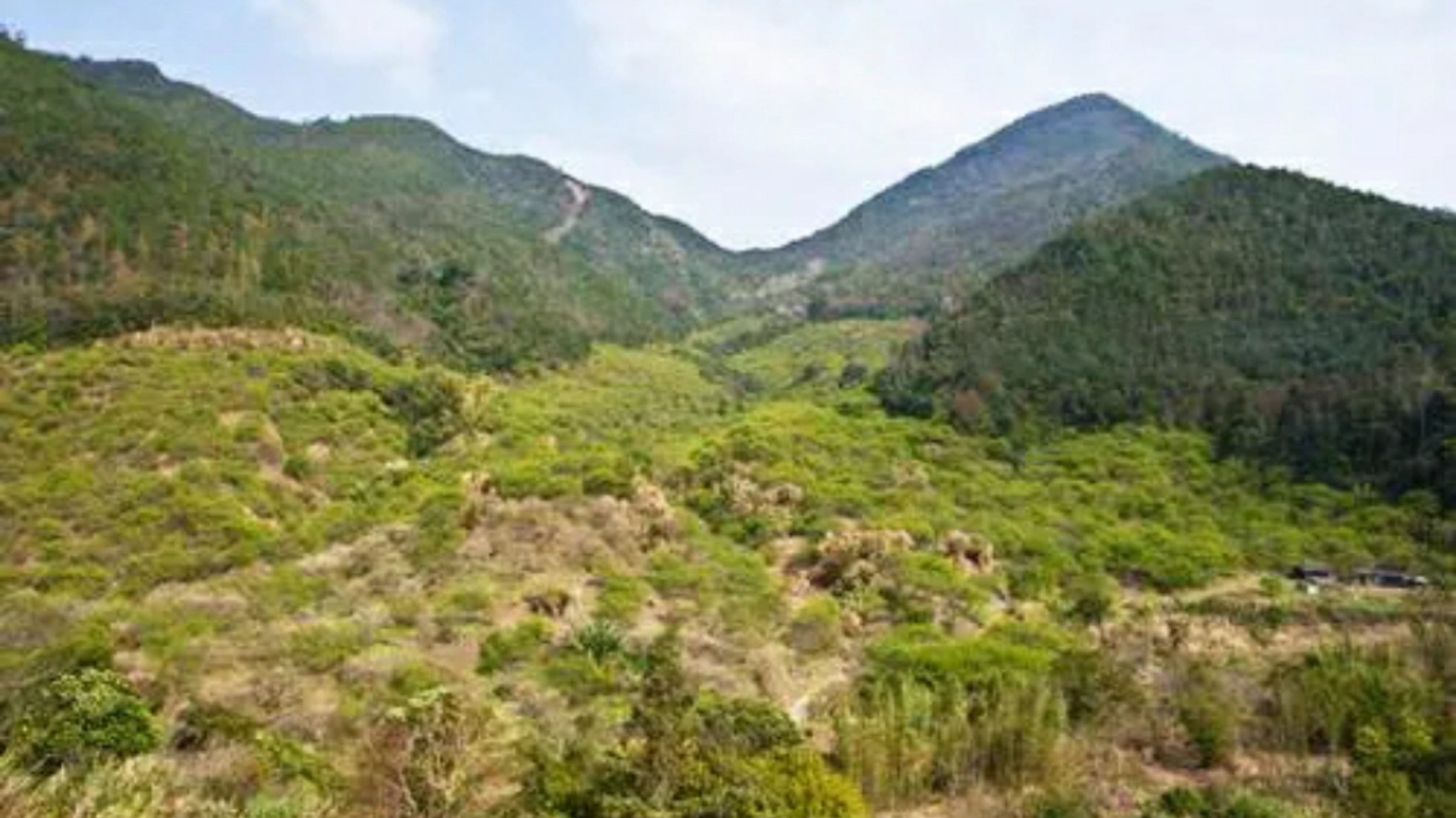 惠州赏梅花地方,惠州惠东梁化镇梅园