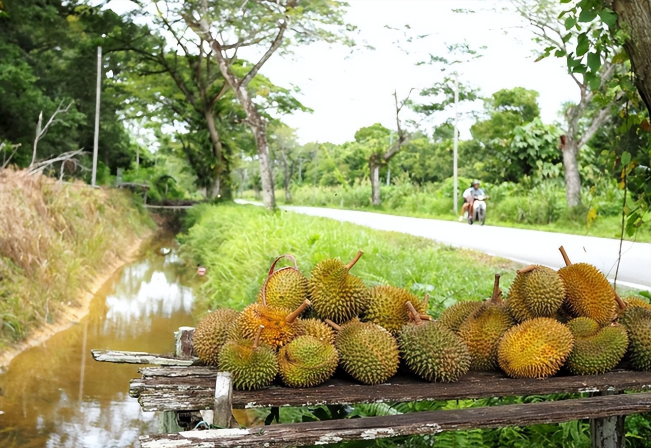 越南榴莲的骗局,越南榴莲进口中国的渠道