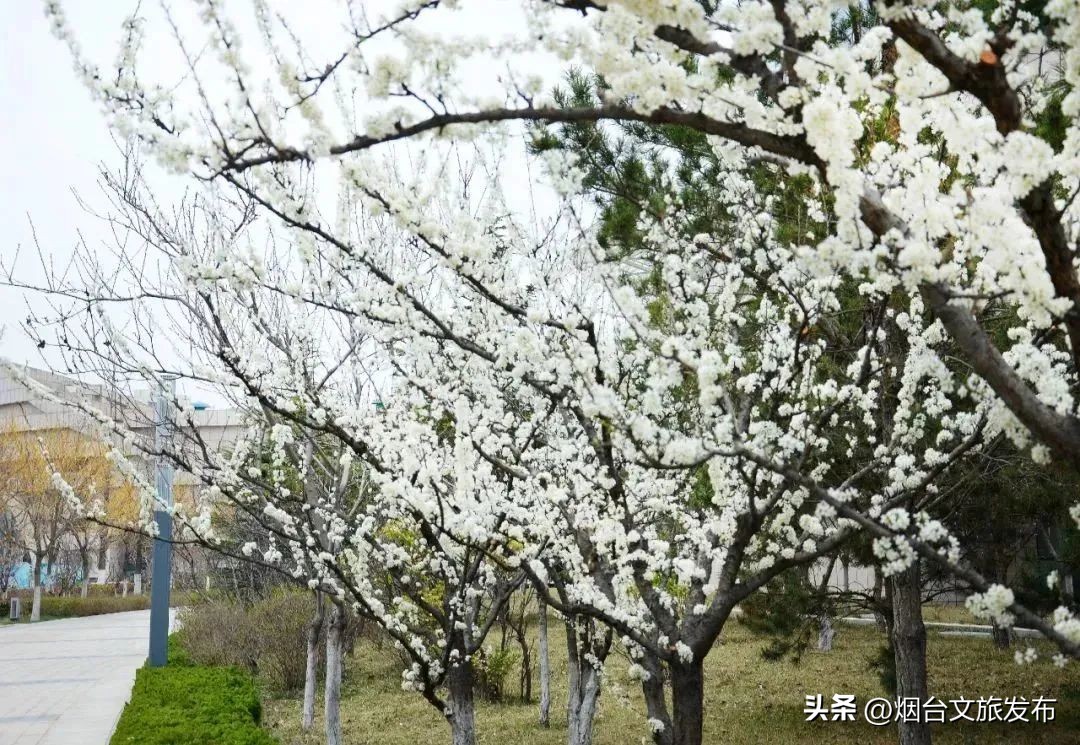吃遍烟台玩遍美景,带你玩遍烟台
