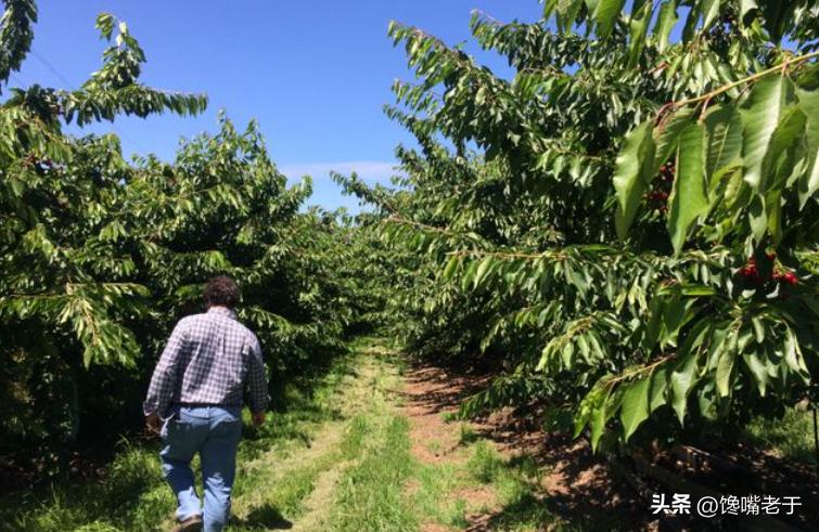 车厘子为什么天价,车厘子价格为何暴跌