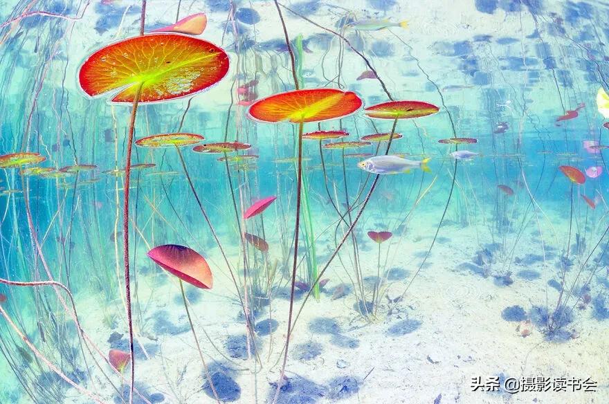 2018年度最佳摄影照片,创造出令人惊叹的自然摄影照片