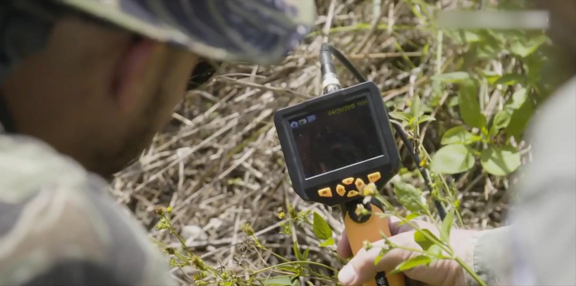 美洲豹捕杀鳄鱼为什么咬背部脖子,美洲豹捕杀鳄鱼压住鳄鱼