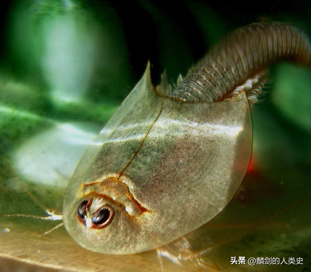 动物界的纲类划分,动物界大全