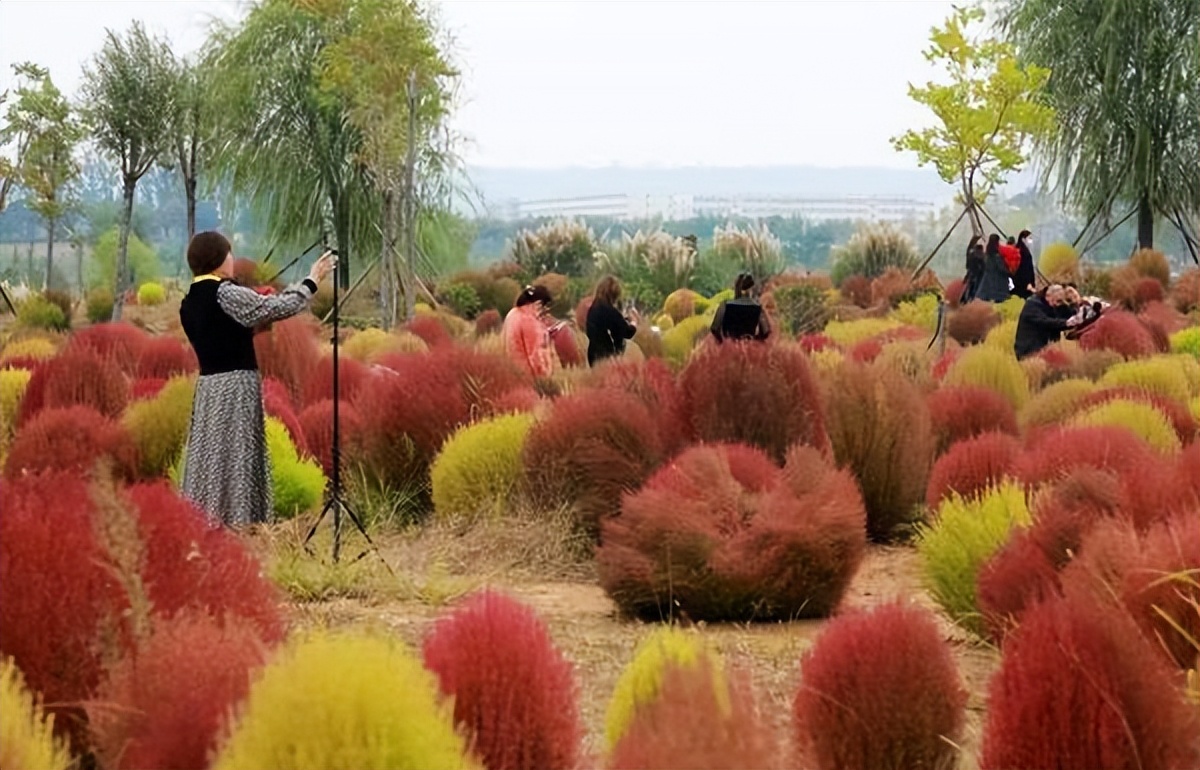 地肤草花海打卡,孟津白鹤地肤草位置