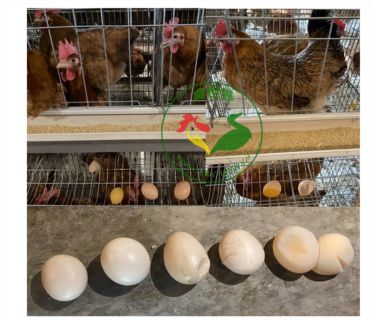 软蛋的特征,为什么出来的蛋是软蛋