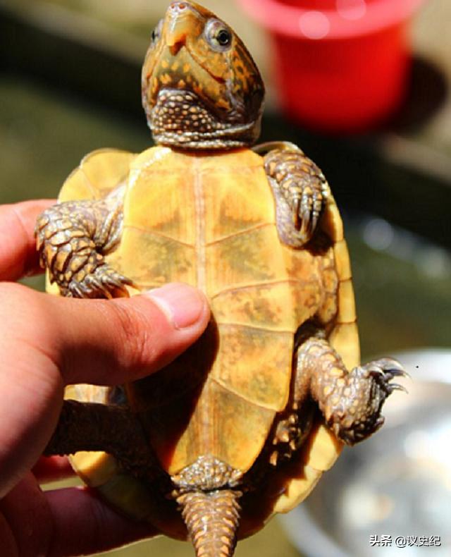 2012男子在野外捡到了小乌龟,男子捡了一个小乌龟最后被抓