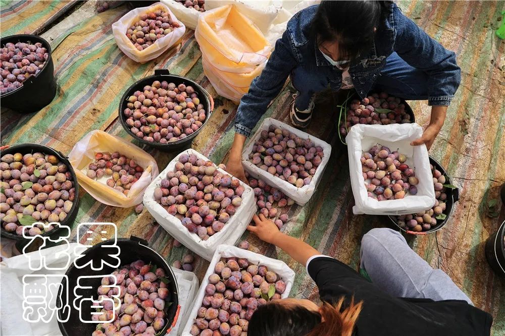 西梅怎么干得比较快呢,关于西梅的知识