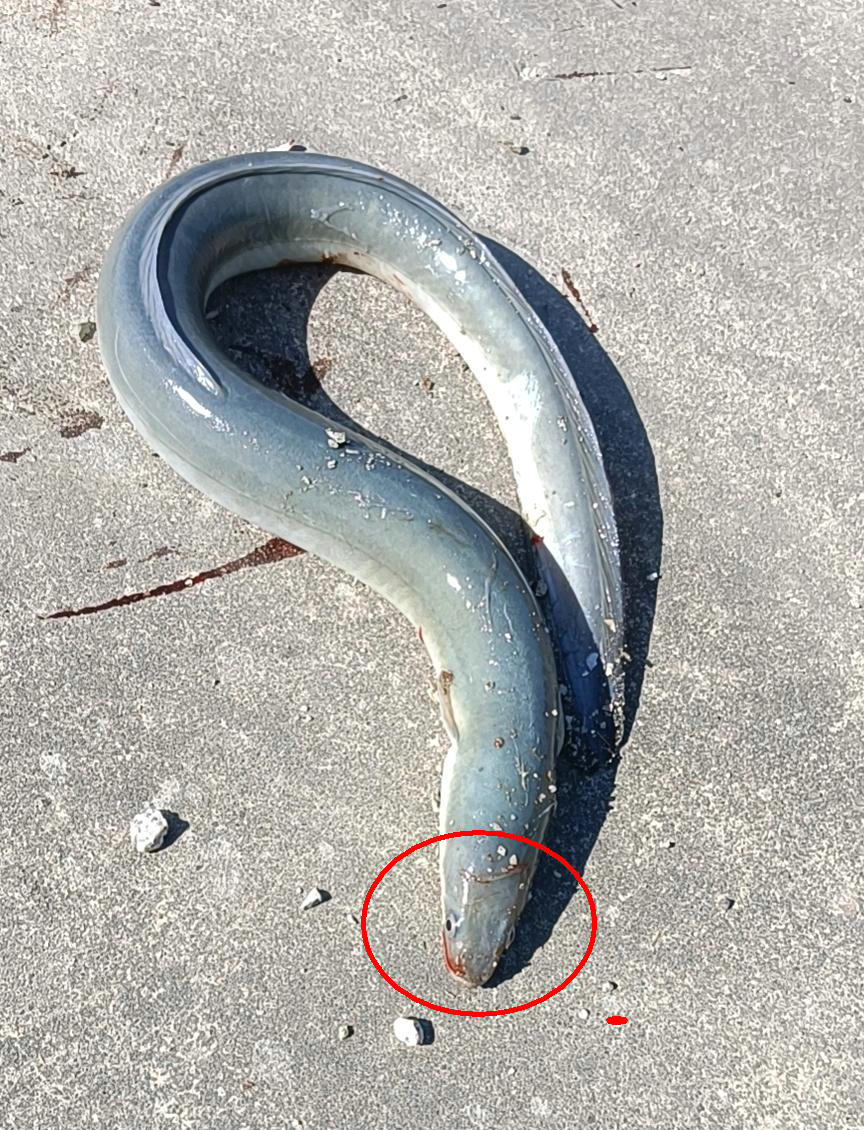 骞胯タ鐢峰瓙閽撲笂鎬奔,骞夸笢鐢峰瓙鍦ㄤ笢姹熼挀璧风綍瑙侀奔