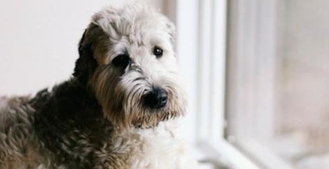 宠物爪子受伤,宠物的爪子受伤了怎么办