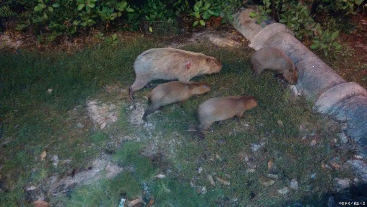 珠海必备特产有哪些,珠海特产有哪些比较值得带