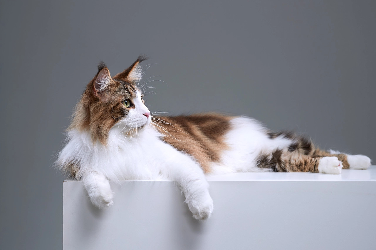 国外猫和国内猫品种,中国国猫是哪一个品种的猫