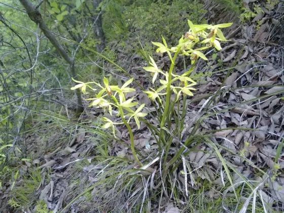 迟到的大学二、等待通知第5节：兰草涨价跌价