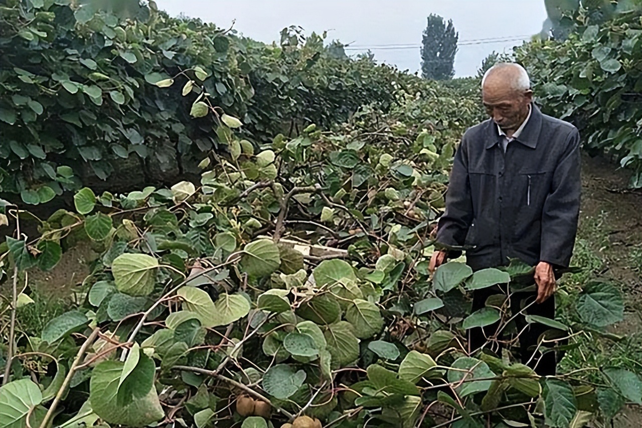 黄皮果树种两年不结果,黄皮苗没嫁接能结果吗