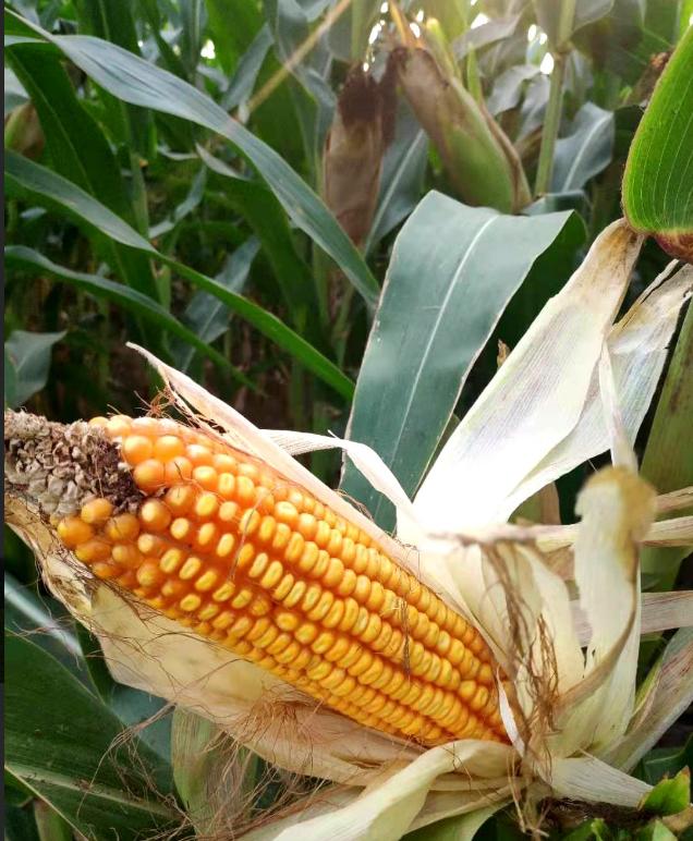 小麦高产新品种排名,2023年高产小麦品种排名