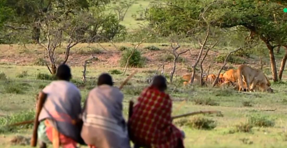 草原之王狮子怕马赛人,马赛人的狮子有多强